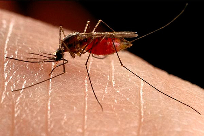 малярия,биологи, комар